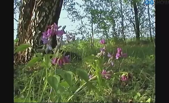 Wild Outdoor Summer Encounter